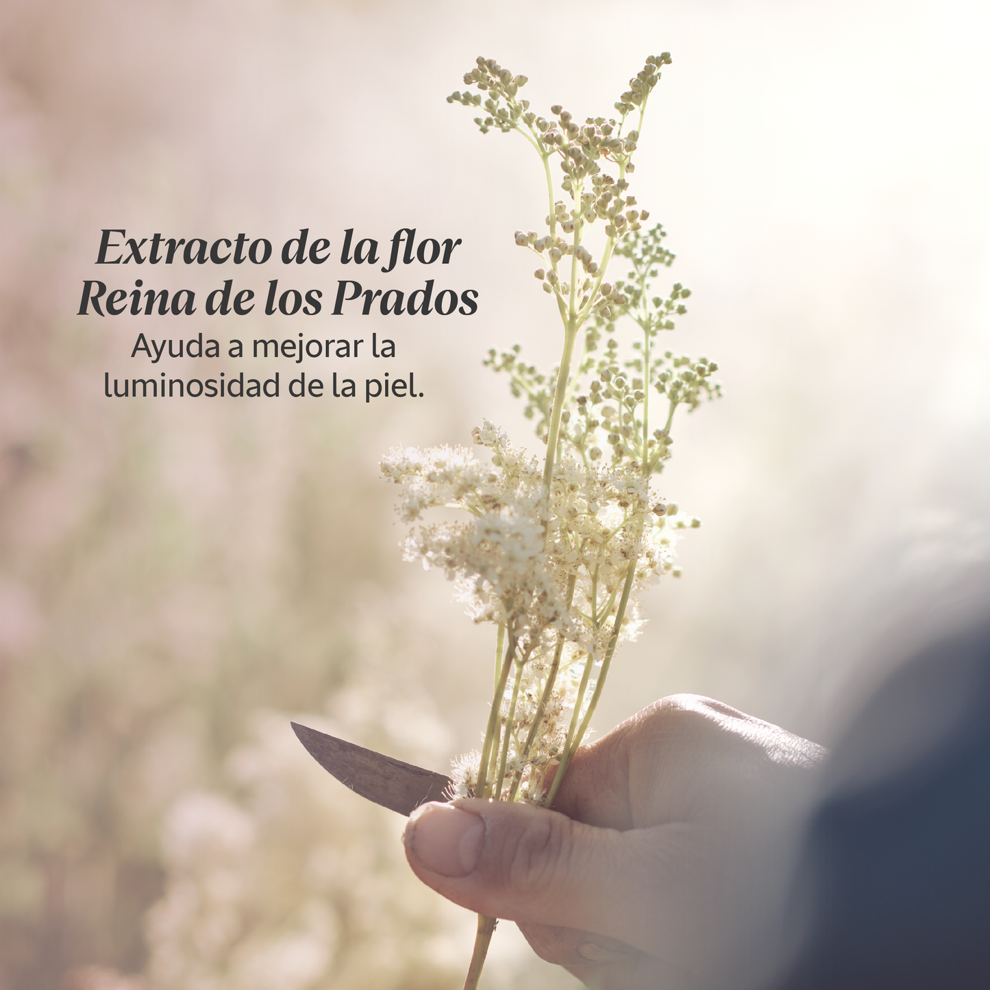 Crema Facial Reina Blanca