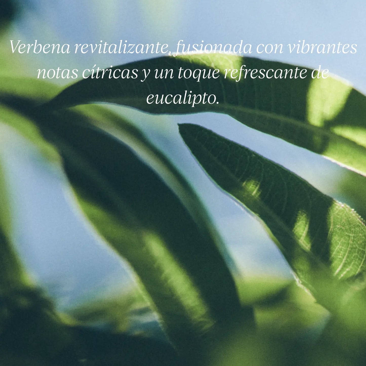 Jabón Liquido Karité Verbena