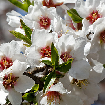  Featured Ingredient - L'Occitane
