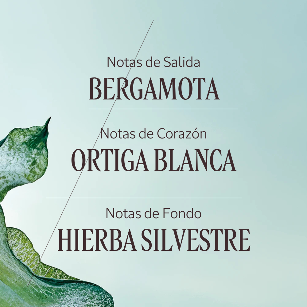 Eau de Parfum Ortie Blanche